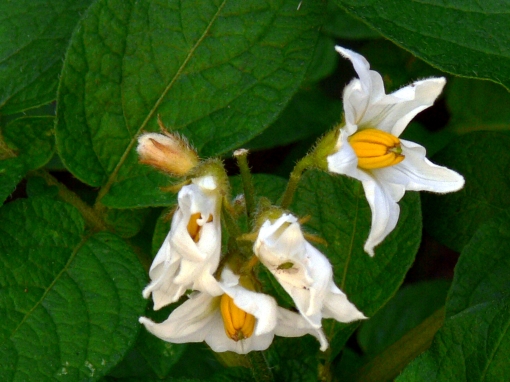 potato flower 1